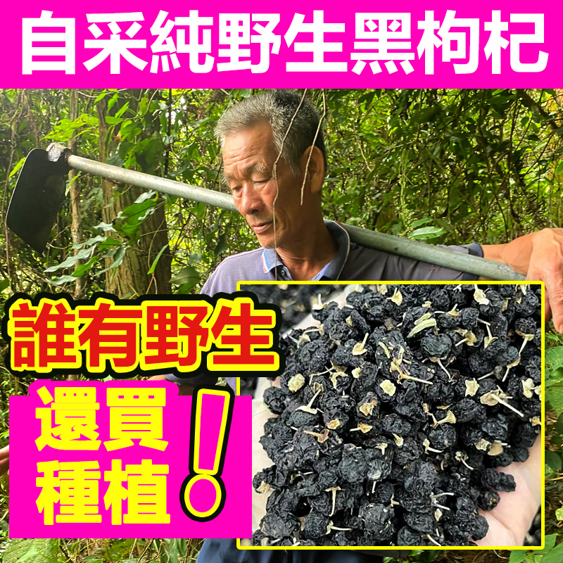 正宗黑枸杞子野生正品 青海特級頭茬大果泡水 正宗黑枸杞子野生正品 青海特級頭茬大果泡水